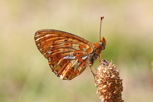 identificazione farfalla - Boloria (Clossiana) euphrosyne